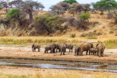 Tarangire Ulusal Parkı, Tanzanya 'daki Tarangire Nehri' nde Afrika filleri sürüsü