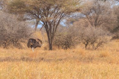 Tarangire Ulusal Parkı, Tanzanya 'da kadın devekuşu (Struth io camelus)