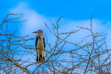 Marabut leyleği (Leptoptilos crumeniferus) bir ağacın üzerinde