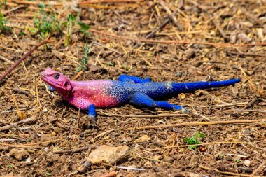 Erkek mwanza düz başlı kaya agama (Agama mwanzae) ya da yerdeki Örümcek Adam agaması Tanzanya 'daki Serengeti Ulusal Parkı' nda