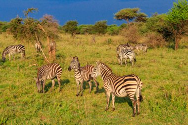 Zebra sürüsü Tanzanya 'daki Serengeti Ulusal Parkı' nda. Afrika 'nın vahşi yaşamı
