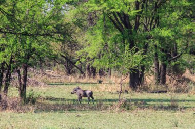 Serengeti Millî Parkı, Tanzanya 'da Yaygın Yaban domuzu (Phacochoerus africanus)