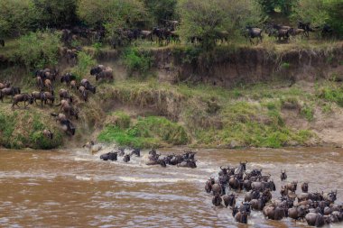 Serengeti Ulusal Parkı, Tanzanya 'daki Mara Nehri' ni geçen antiloplar. Büyük göç
