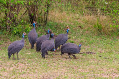 Serengeti Milli Parkı, Tanzanya 'daki yeşil çayır üzerinde miğferli guinafowl (Numida meleagris)