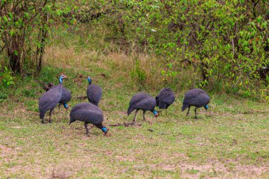 Serengeti Milli Parkı, Tanzanya 'daki yeşil çayır üzerinde miğferli guinafowl (Numida meleagris)