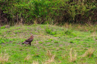 Tawny Eagle (Aquila rapax) Serengeti Ulusal Parkı, Tanzanya 'da çayırda yürüyor