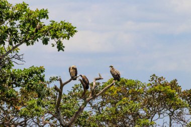 Serengeti Milli Parkı, Tanzanya 'da bir ağaçta oturan Kolbe' nin akbabaları olarak da bilinen Cape akbabaları sürüsü (Gyps coprotheres).