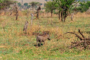 Serengeti Millî Parkı, Tanzanya 'da Yaygın Yaban domuzu (Phacochoerus africanus)