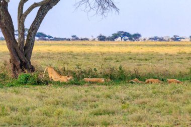 Serengeti Milli Parkı, Tanzanya 'da savanda bir ağacın altındaki aslan sürüsü (Panthera leo)