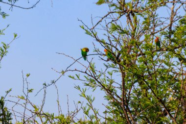 Serengeti Milli Parkı, Tanzanya 'da bir ağaçta muhabbet kuşları grubu