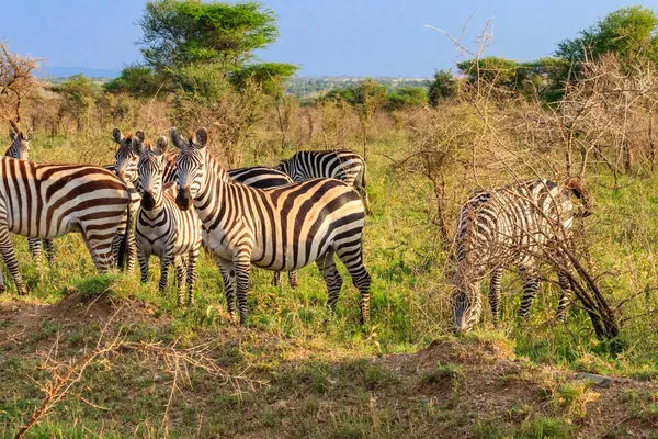 Zebra sürüsü Tanzanya 'daki Serengeti Ulusal Parkı' nda. Afrika 'nın vahşi yaşamı