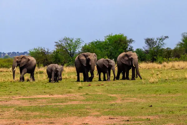 Herd of african elephants in savanna in Serengeti National park in Tanzania