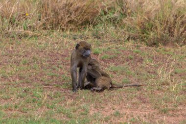 Serengeti Milli Parkı, Tanzanya 'da iki genç zeytin babunu (Papio anubis) oynuyor.