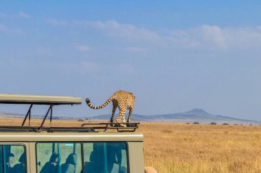 Çita (Acinonyx jubatus), Tanzanya 'daki Serengeti Ulusal Parkı' nda savanada bir SUV 'nin tepesinde. Afrika 'da Safari