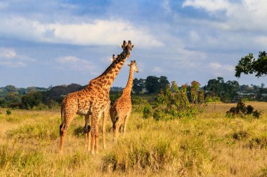Tanzanya 'daki Ngorongoro Koruma Alanı' nda yürüyen bir grup zürafa. Afrika 'nın vahşi yaşamı