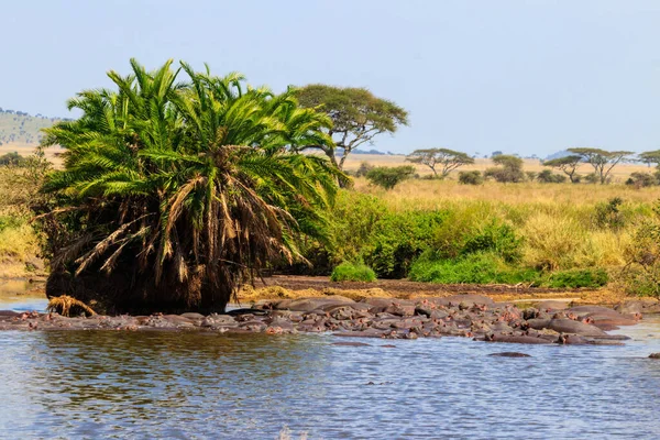 Serengeti Ulusal Parkı, Tanzanya 'da bir nehirde bir grup su aygırı (Hippopotamus amfibi). Afrika 'nın vahşi yaşamı