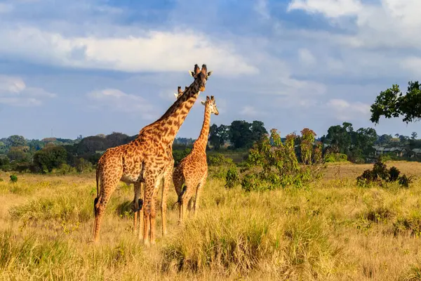 Tanzanya 'daki Ngorongoro Koruma Alanı' nda yürüyen bir grup zürafa. Afrika 'nın vahşi yaşamı