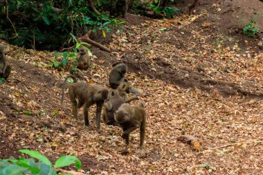 Group of olive baboons (Papio anubis), also called the Anubis baboons, in Lake Manyara National Park in Tanzania