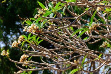 Güzel çiçek açan Plumeria ağacı, Frangipani ve Tapınak ağacı olarak da bilinir.