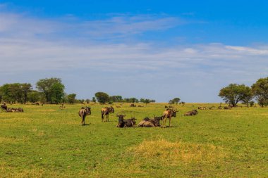 Herd of blue wildebeest (Connochaetes taurinus) in savannah in Serengeti national park in Tanzania. Great migration