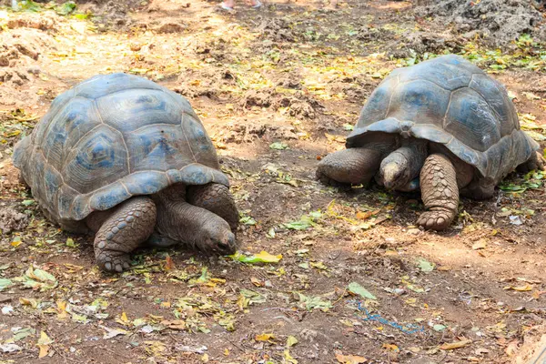 Par Tortugas Gigantes Aldabra Isla Prisión Zanzíbar Tanzania — Foto de Stock