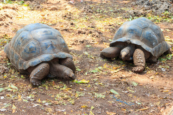 Пара гигантских черепах Альдабры на тюремном острове Занзибар в Танзании