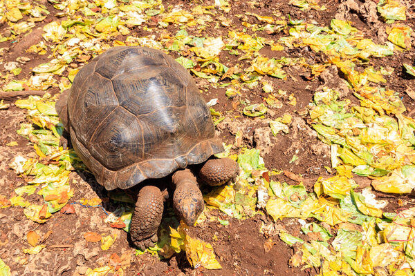 Гигантская черепаха Альдабра на тюремном острове Занзибар в Танзании