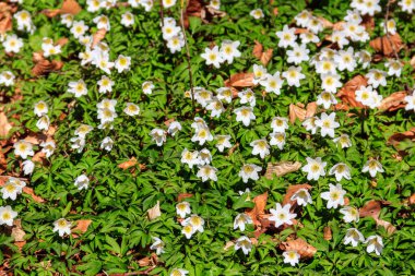 Ahşap şakayık (Anemone nemorosa), ayrıca yel çiçeği, Avrupa yüksük otu ve tilki kokusu olarak da bilinir. Üst görünüm