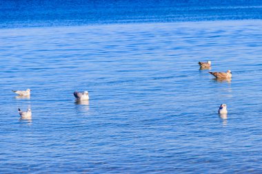 Baltık denizinde yüzen martı sürüsü
