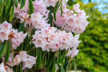 Botanik bahçesinde güzel çiçek açan ağaç rhododendron (Rhododendron arboreum)