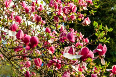 Parkta çiçek açan güzel pembe manolya ağacı