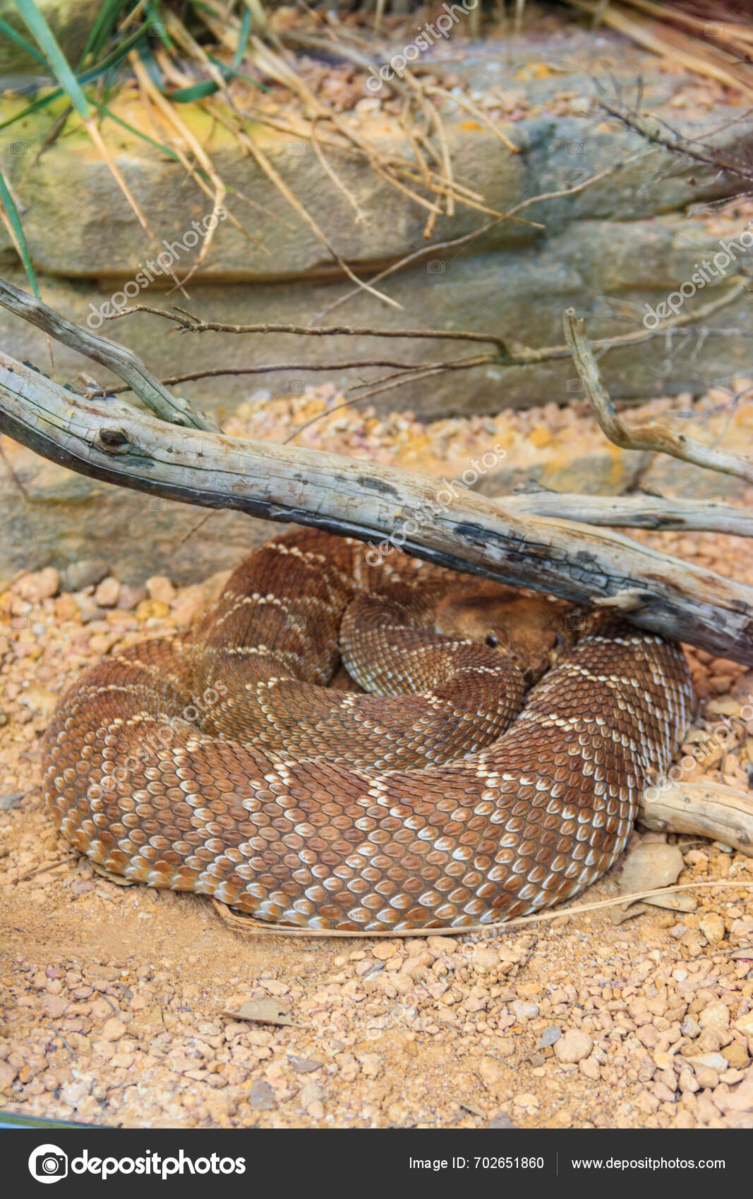 Red Diamond Rattlesnake Crotalus Ruber Venomous Pit Viper Species ...