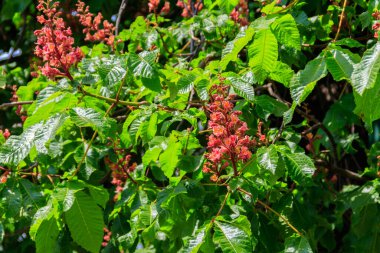 Baharda açan kırmızı at kestanesi (Aesculus carnea)