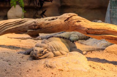 Gergedan iguanası (Cyclura cornuta) nesli tükenmekte olan bir iguana türüdür.