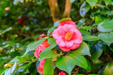 Parkta güzel açan kamelya ağacı