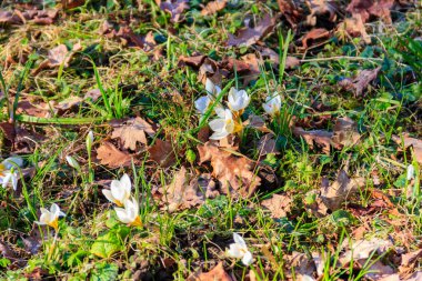 Baharda çimenlikte beyaz tarla çiçekleri