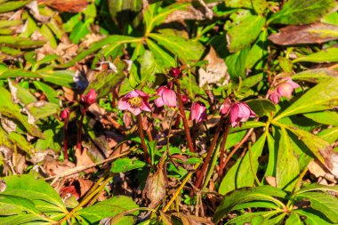 Bahçedeki çiçek tarhında pembe bir çiçek.
