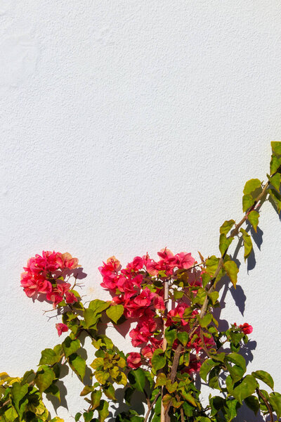 White wall decorated with pink bougainvillea flowers