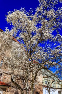 Parktaki güzel beyaz manolya ağacı