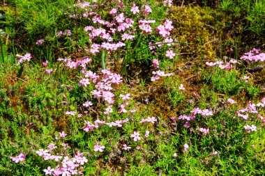 Bahçede Tufted Phlox veya Columbia Phlox (Phlox douglasii)