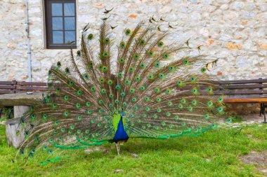 Çimenlik üzerinde renkli kuyruk tüyleri olan tavus kuşu (Pavo cristatus) erkeği