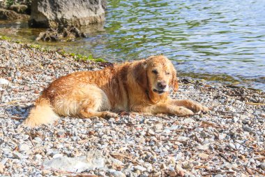 Golden Retriever köpeği göl kıyısında yatıyor.