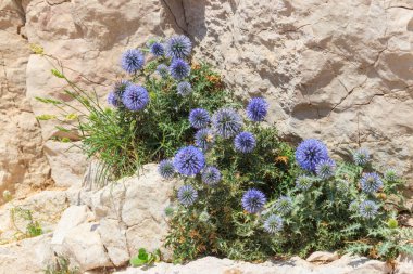 Blue Great Globe Thistle veya Pale Globe Thistle (Echinops sphaerocephalus) kayalarda yetişiyor.
