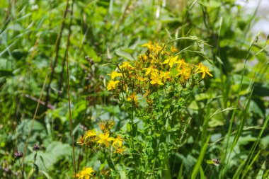 Yeşil bir çayırda St. John 's otu (Hypericum perforatum)