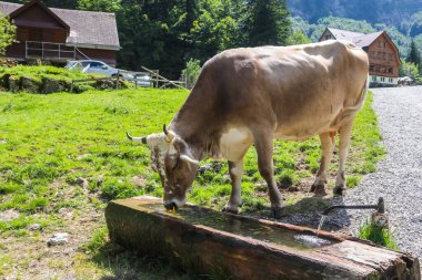 İsviçre Alpleri 'ndeki su yalağından su içen İsviçre ineği Alpstein sıradağları Ebenalp, İsviçre' deki Appenzell yakınlarında.