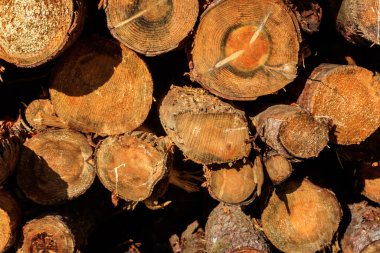 Yığılmış çam sandıkları kereste endüstrisi tarafından devrilmiş.