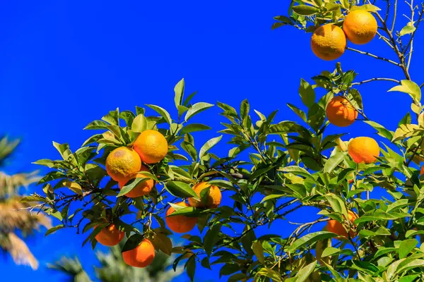 Orange fruits hanging on tree branches in the garden