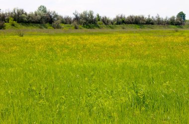 Yeşil çayır ve ağaçlarla kaplı ilkbahar manzarası