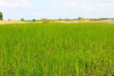 Green reeds in marsh