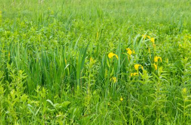 Çayırda vahşi sarı irisler